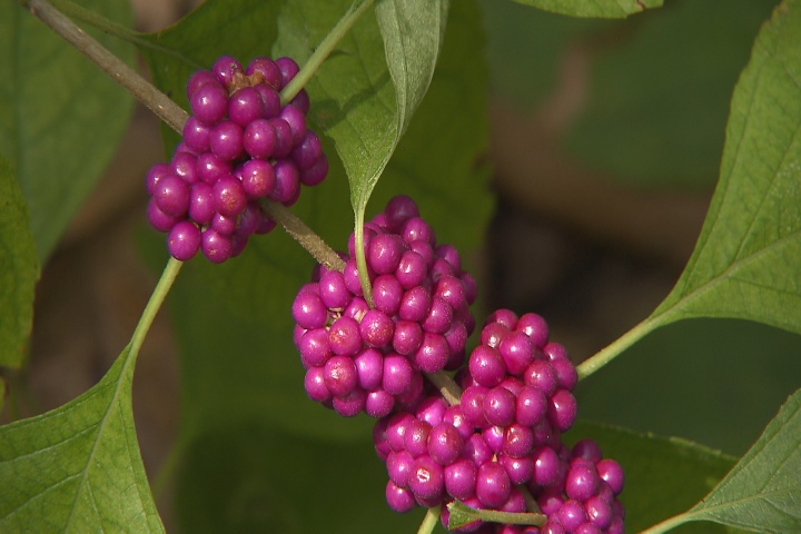 American beautyberry, beautiful native plant for the fall